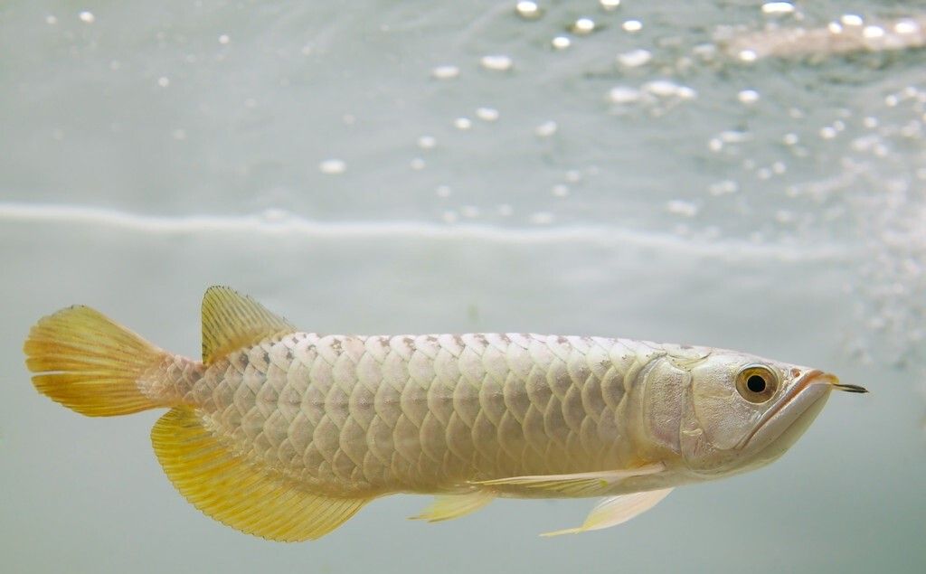 金頭過背金龍魚圖片高清大圖：金頭過背金龍魚的高清大圖 金龍魚百科 第2張