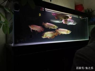 龍魚多大容易掉眼皮：如何判斷龍魚是否掉眼皮 龍魚百科 第5張