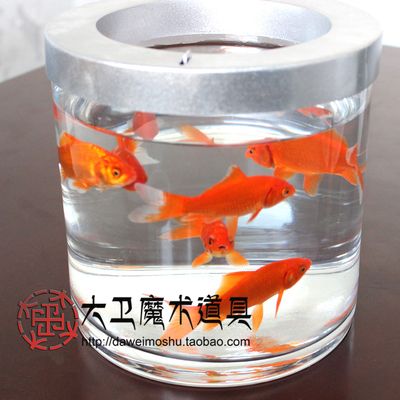 魚缸出魚魔術(shù)教學(xué)視頻：魚缸出魚魔術(shù)教學(xué)視頻欣賞魚缸魔術(shù)效果視頻欣賞 魚缸百科 第4張