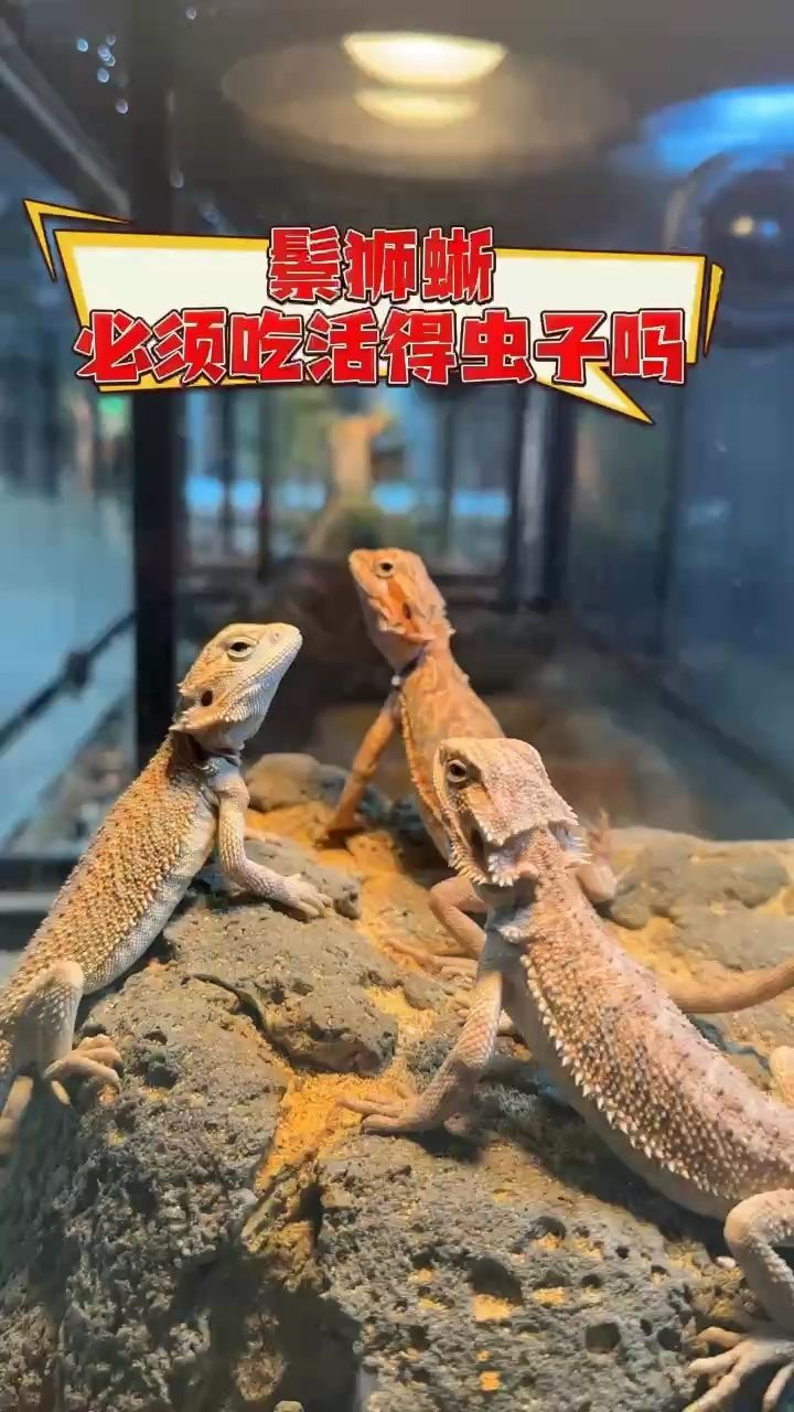 出鬃獅蜥喜歡的看看：出鬃獅蜥是一種什么動物 觀賞魚論壇