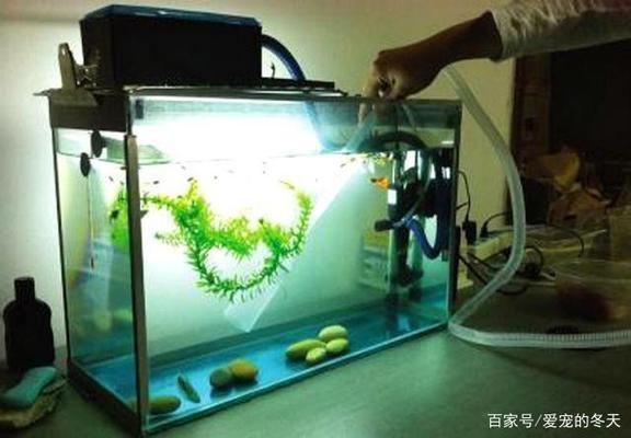 金龍魚水族箱過濾器選擇指南：金龍魚專用水族箱過濾器評測 金龍魚百科 第5張