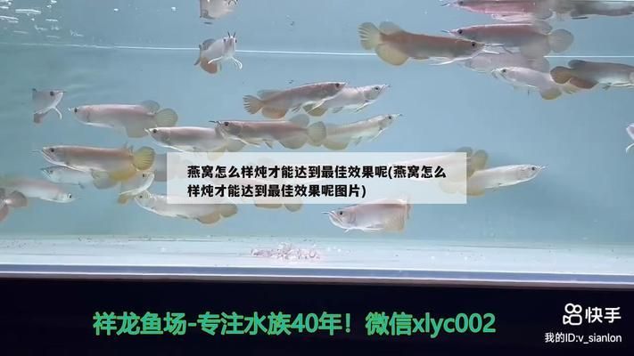 營口水族批發(fā)市場：營口水族批發(fā)市場在哪里 全國觀賞魚市場 第7張