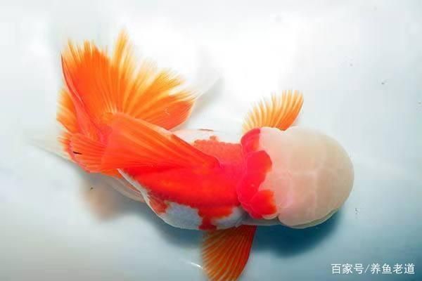 紅龍魚身上有黑斑是怎么回事：紅龍魚身上出現(xiàn)黑斑可能是什么原因 水族問答 第2張