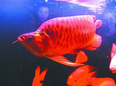 紅龍魚(yú)怎么買(mǎi)比較好養(yǎng)：紅龍魚(yú)飼料選擇技巧 紅龍魚(yú)百科 第5張