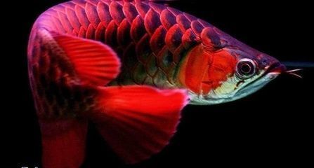 紅龍魚(yú)能跟什么魚(yú)混養(yǎng)一起養(yǎng)殖：紅龍魚(yú)適合與哪些魚(yú)類(lèi)混養(yǎng) 紅龍魚(yú)百科 第5張