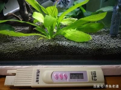 魚缸水質(zhì)檢測工具推薦：魚缸水質(zhì)檢測對于保持魚類健康至關(guān)重要以下幾種推薦的魚缸水質(zhì)檢測工具 魚缸百科 第1張