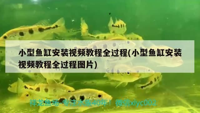 南寧觀賞魚批發(fā)市場(chǎng)：南寧市內(nèi)最大的水族館觀賞魚批發(fā)市場(chǎng) 全國觀賞魚市場(chǎng) 第6張