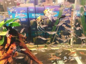 鎮(zhèn)江水族館：鎮(zhèn)江市京口金山水族館 全國(guó)觀賞魚(yú)市場(chǎng) 第2張