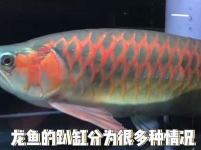 龍魚趴缸在水底不動(dòng)怎么回事呀：龍魚趴缸不動(dòng)可能是由多種因素引起的，可能是由多種因素引起的 龍魚百科 第4張