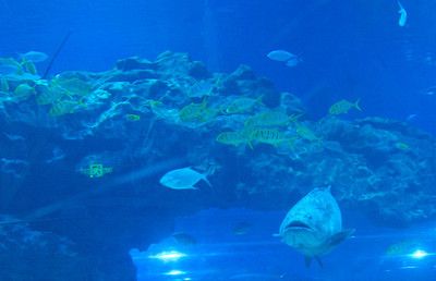 楚雄彝族自治州水族館：楚雄彝族自治州水族自治州觀賞魚市場地址)楚雄彝族自治州觀賞魚市場