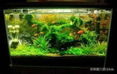 魚缸改小視頻：水桶改魚缸的密封技巧，水桶改魚缸密封技巧詳解 魚缸百科 第3張