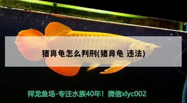 豬鼻龜 判刑：非法獵捕、殺害珍貴、瀕危野生動物，豬鼻龜是否可以被判刑 豬鼻龜百科 第1張