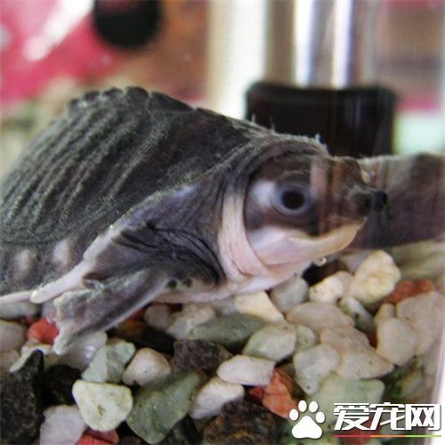 豬鼻龜?shù)臏囟茸罴讯嗌俣饶兀贺i鼻龜和羅漢魚混養(yǎng)的注意事項 豬鼻龜百科 第3張