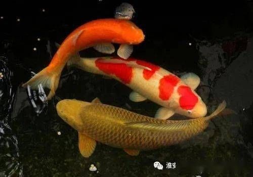 紅龍魚(yú)是橙紅色的嗎：紅龍魚(yú)的體色是橙紅色嗎？ 水族問(wèn)答 第2張