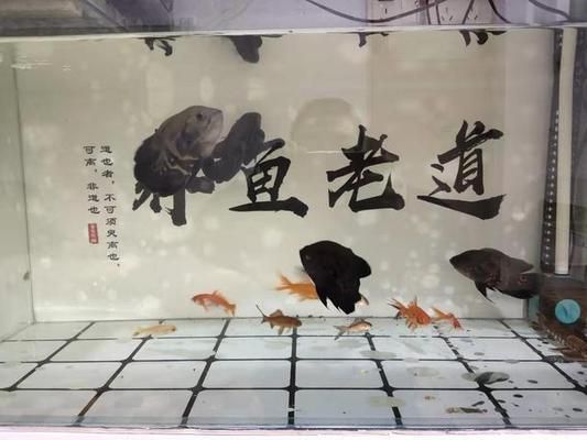 金龍魚水質(zhì)監(jiān)測(cè)工具推薦：哈維森水質(zhì)檢測(cè)儀 金龍魚百科 第5張