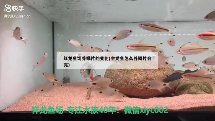 郴州魚缸批發(fā)市場：郴州哪里有魚缸批發(fā)市場在哪里有魚缸批發(fā)市場在哪里 全國觀賞魚市場 第4張