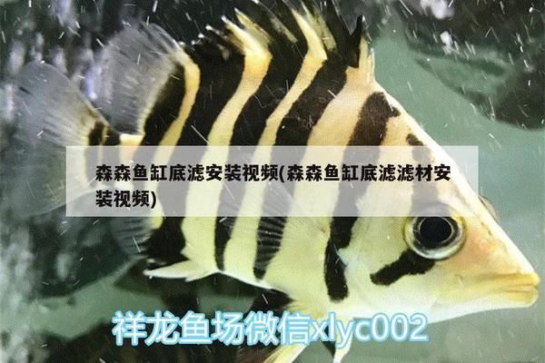 森森底濾魚缸安裝視頻教程：森森底濾魚缸如何安裝 魚缸百科 第2張