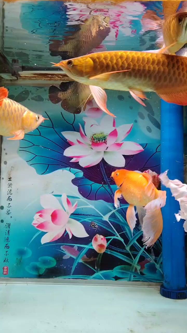 養(yǎng)龍魚，金龍紅龍魚哎一般般。雞肋啊。：養(yǎng)龍魚，金龍紅龍魚 觀賞魚論壇