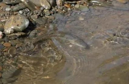 果洛藏族自治州水族館：果洛藏族自治州 全國觀賞魚市場 第4張