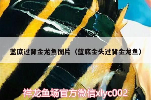 藍色過背金龍魚叫什么名字啊圖片欣賞：藍底過背金龍魚的市場價格