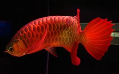 紅龍魚(yú)一條多少錢(qián)市場(chǎng)價(jià)？：紅龍魚(yú)市場(chǎng)價(jià)格波動(dòng)規(guī)律,紅龍魚(yú)養(yǎng)殖成本控制方法 紅龍魚(yú)百科 第1張