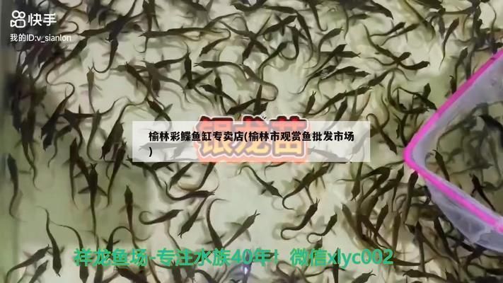 榆林水族批發(fā)市場：榆林市水族批發(fā)市場 全國觀賞魚市場 第4張