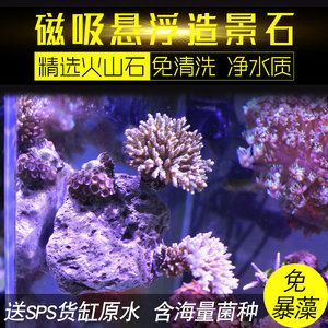 魚缸珊瑚石有什么用：珊瑚石在魚缸中的具體用途 魚缸百科 第3張