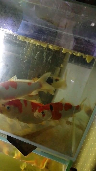 商丘龍魚專賣店 全國觀賞魚市場 第5張