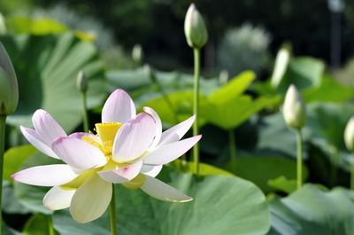 祥龍藍珀金龍魚日常養(yǎng)護方法：金龍魚對水質(zhì)的要求比較高，需要保持水質(zhì)清潔、無毒素 金龍魚百科 第4張