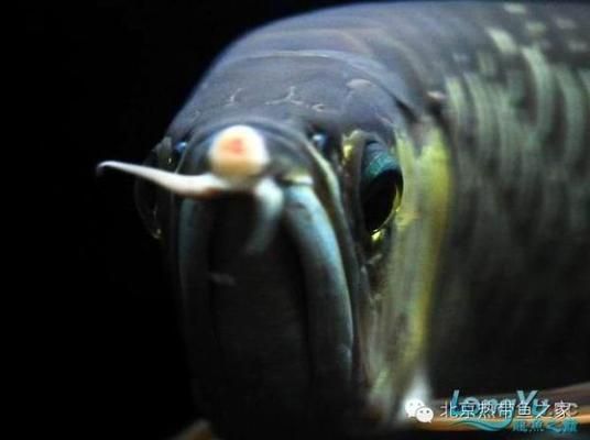 龍魚(yú)的疾病預(yù)防與治療方法視頻教程全集：龍魚(yú)疾病的預(yù)防和治療方法 龍魚(yú)百科 第1張