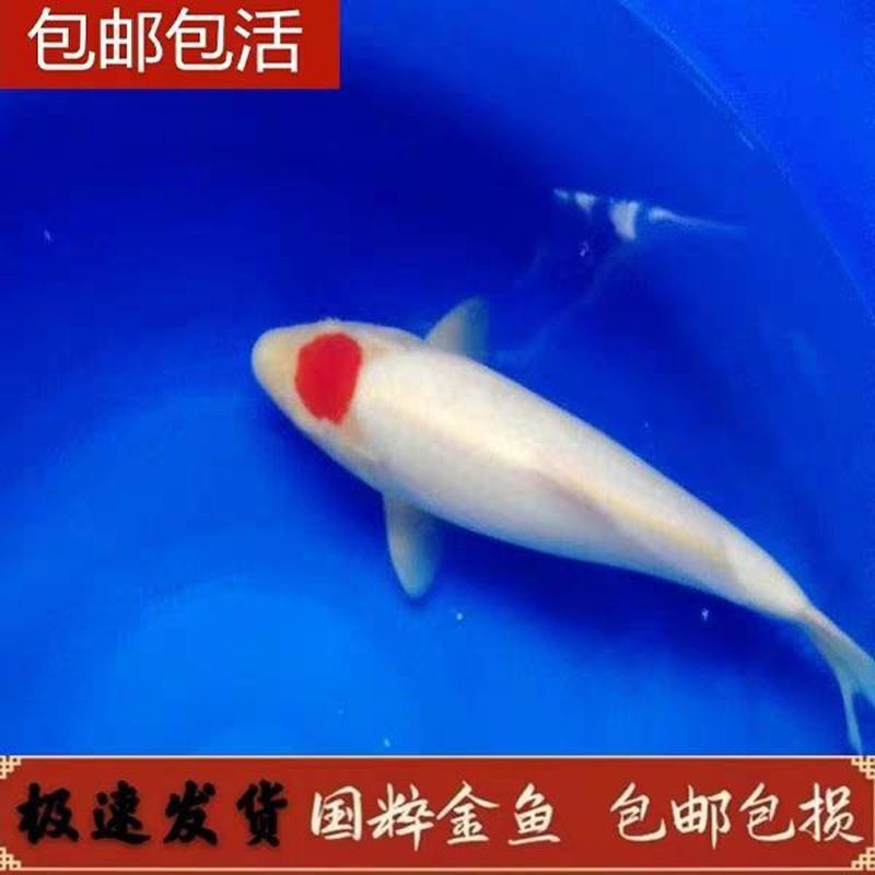 紅龍魚水溫30度咋樣：關(guān)于紅龍魚的問題 水族問答 第1張