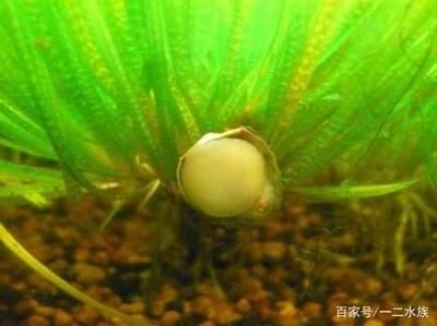 不同魚缸除藻生物對(duì)比：不同魚缸除藻生物的適應(yīng)環(huán)境，魚缸除藻生物的選擇指南 魚缸百科 第1張