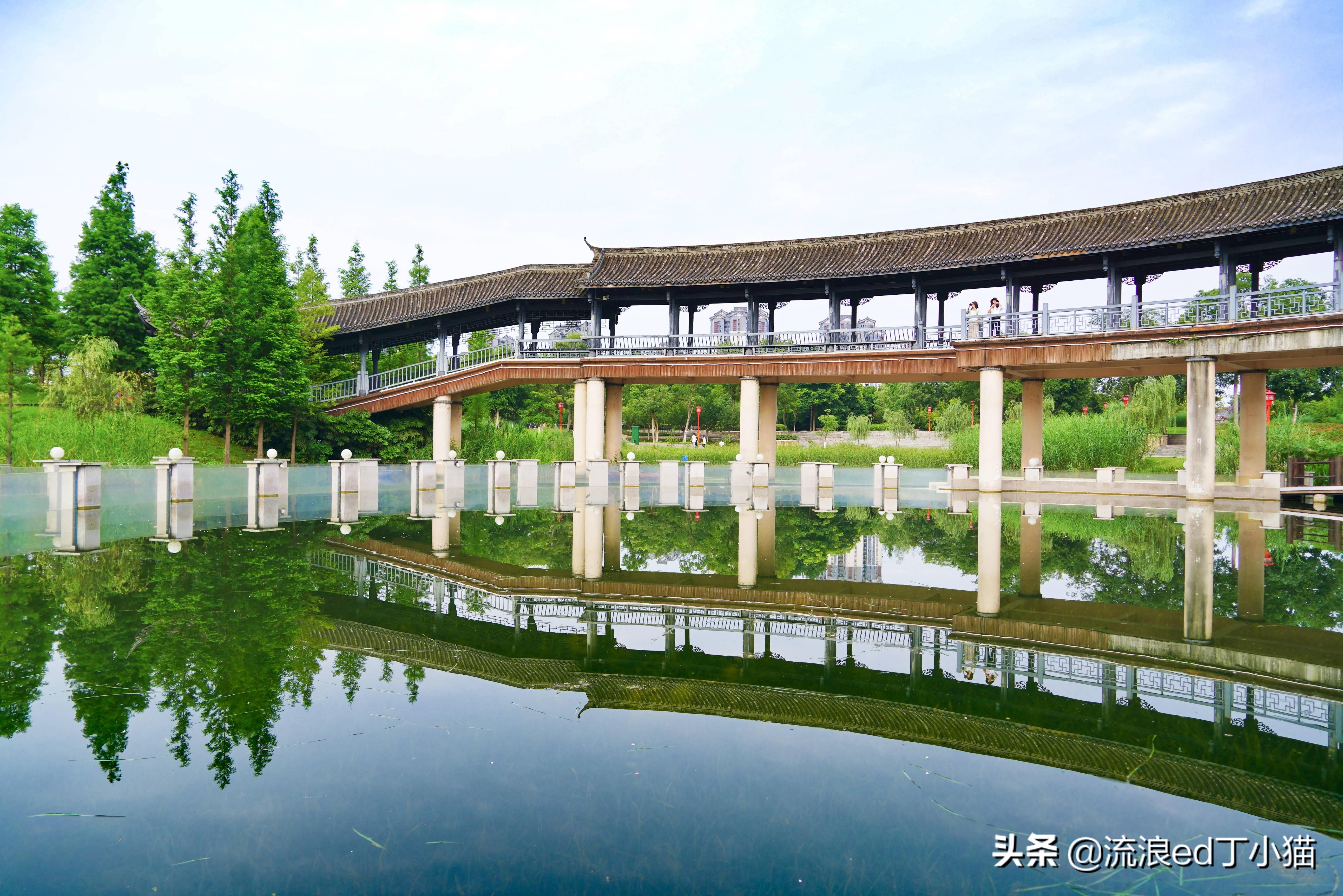 眉山水族館：周記初中暑假周記(一) 全國觀賞魚市場 第3張