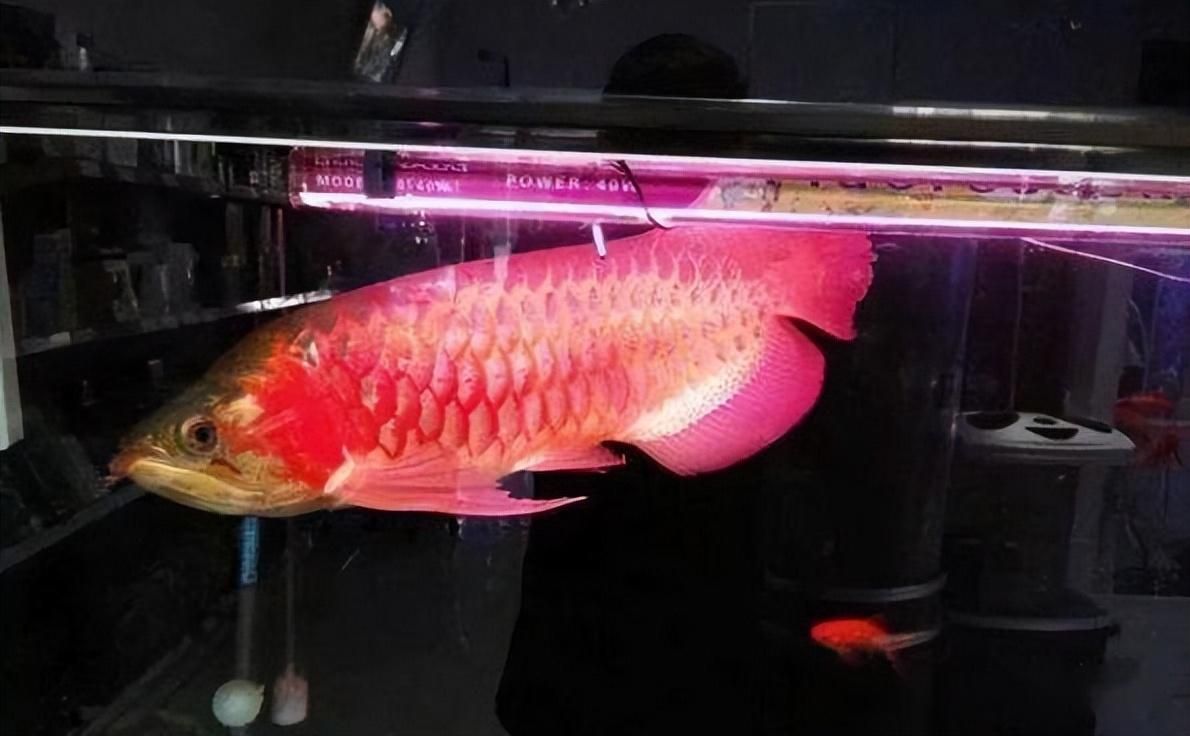 紅龍魚飼料品質(zhì)排名第幾：如何區(qū)分不同品牌的紅龍魚飼料？ 水族問答 第1張