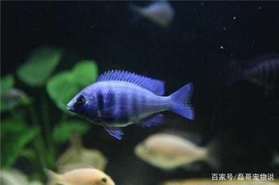 紅龍魚飼料品質排名第幾名：2024年紅龍魚飼料品質排名 水族問答 第1張