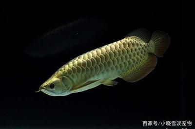 龍魚怎么分高背過背：高背龍魚與過背龍魚的價格對比，如何鑒別龍魚品種真?zhèn)? title=