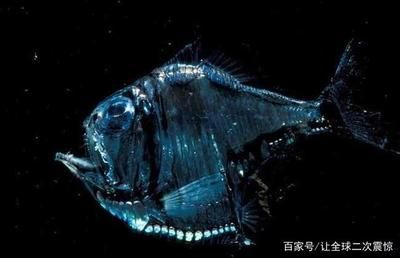 深海龍魚圖片：深海龍魚是一種生活在深海底的神秘魚類，以其優(yōu)雅的體態(tài)和色彩而聞名 龍魚百科 第2張