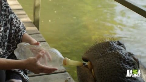 杰西卡恐龍魚飼料保存方法：冷凍飼料保存方法（類比龍魚冷凍飼料保存方法） 龍魚百科 第4張