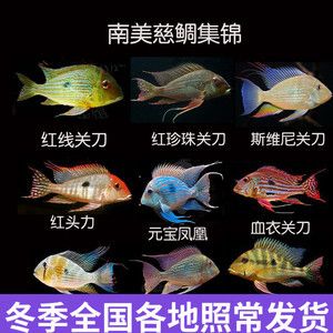 紅龍魚體型的類型是什么：關(guān)于紅龍魚體型的問題 水族問答 第2張