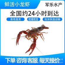 荊州水族批發(fā)市場：荊州魚缸批發(fā)市場 全國觀賞魚市場 第8張