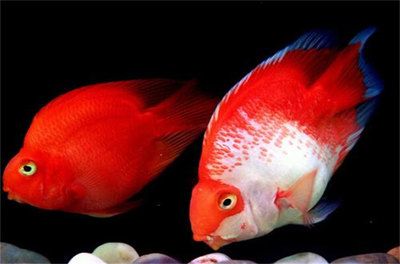 紅龍魚體型塑造：關(guān)于紅龍魚的疑問 水族問答 第1張