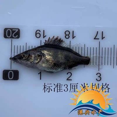 紅龍魚體型塑造：關(guān)于紅龍魚的疑問 水族問答 第2張