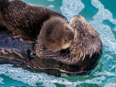 通遼水族館：內(nèi)蒙古通遼市科爾沁區(qū)施介路鑫豐利水族館通遼水族館 全國(guó)觀賞魚(yú)市場(chǎng) 第3張