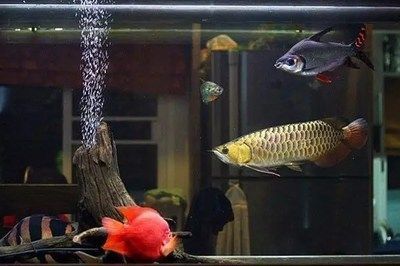 紅龍魚體長和年齡：如何準確判斷一條成年紅龍魚的年齡？ 水族問答 第1張