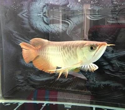 龍魚(yú)適宜的水溫是多少：龍魚(yú)的適宜水溫范圍及其養(yǎng)護(hù)要點(diǎn) 龍魚(yú)百科 第3張