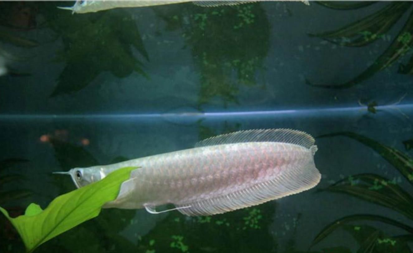 紅龍魚(yú)挑選：如何挑選紅龍魚(yú) 水族問(wèn)答 第2張