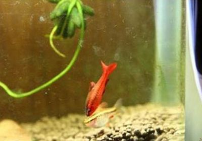 紅龍魚(yú)挑選：如何挑選紅龍魚(yú) 水族問(wèn)答 第3張