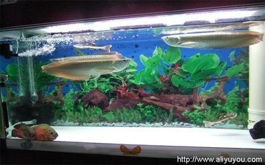 紅龍魚(yú)挑選技巧圖解：如何挑選紅龍魚(yú) 水族問(wèn)答 第2張