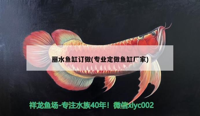 麗水魚缸批發(fā)市場：麗水市區(qū)最大的魚缸批發(fā)市場在哪里 全國觀賞魚市場 第6張