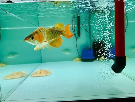 淮北觀賞魚批發(fā)市場：淮北水族批發(fā)市場 全國觀賞魚市場 第2張